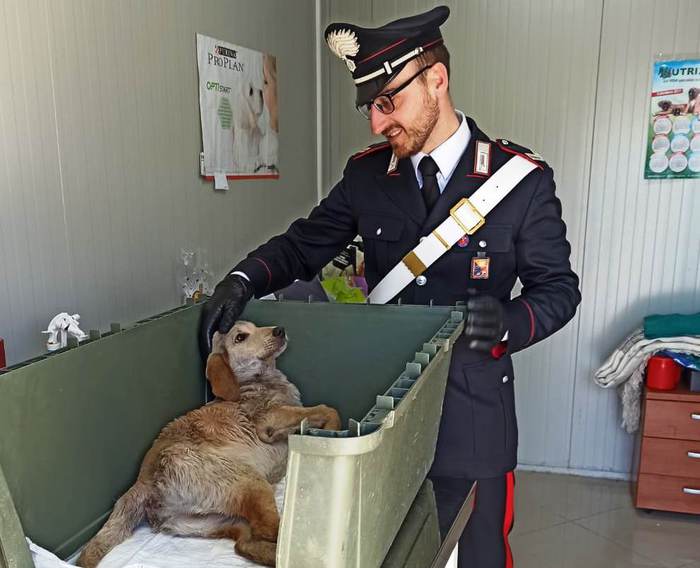 Spara a cane che fa bisogni davanti casa