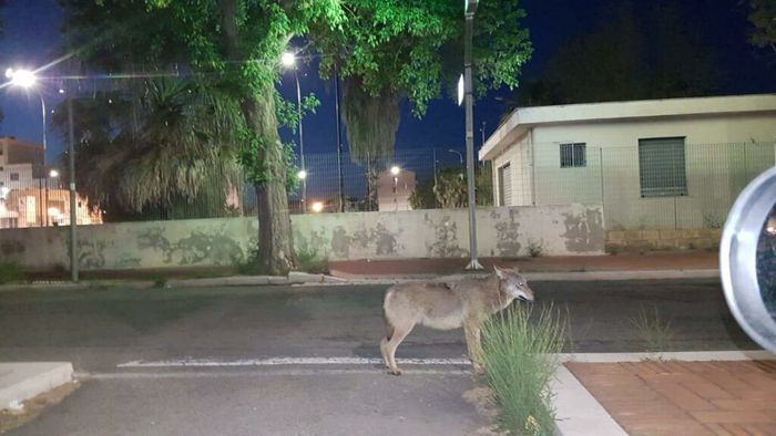 Branco di lupi avvistato a Crotone