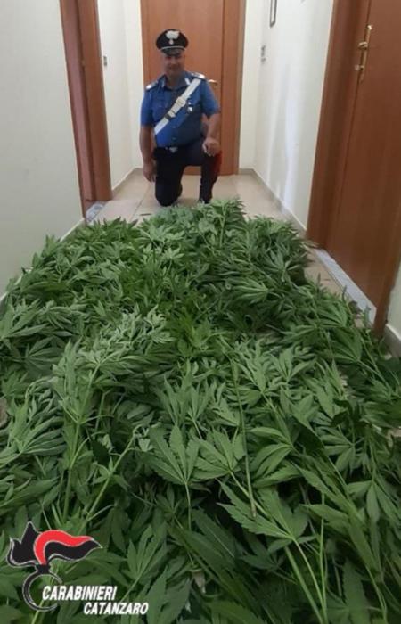 Droga: coltivava marijuana in giardino,arrestato 66enne