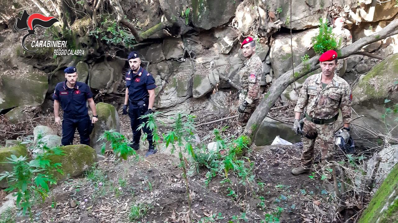 DROGA A SAN LUCA. I CARABINIERI SCOPRONO ALTRE DUE PIANTAGIONI