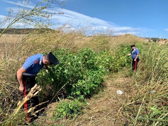 Droga:scoperta piantagione marijuana,due arresti