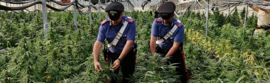 Carabinieri scoprono una coltivazione di canapa, oltre diecimila piante