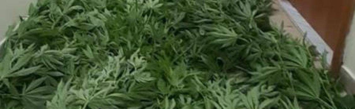 Droga: coltivava marijuana in giardino,arrestato 66enne