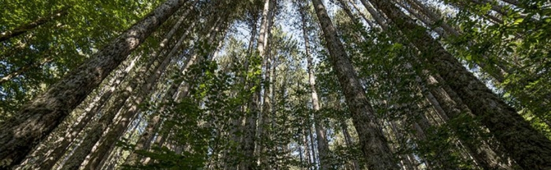 Il “Fai” riapre l’area dei “Giganti della Sila”
