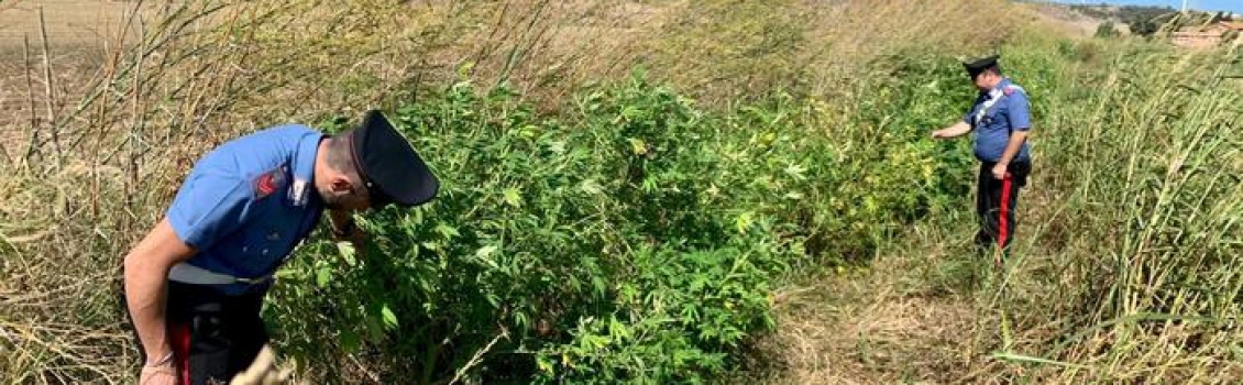 Droga:scoperta piantagione marijuana,due arresti