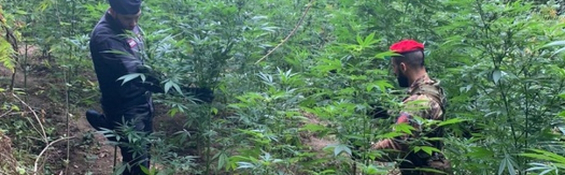 Droga:scoperta nuova piantagione marijuana a Tiriolo