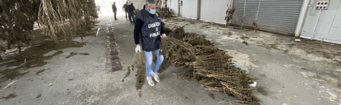Principio attivo oltre limite, sequestrati 512 Kg cannabis