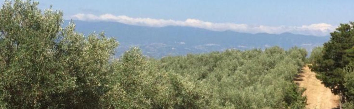 Sindaco di Bisignano: Terreni irrigati con acque del Cecita