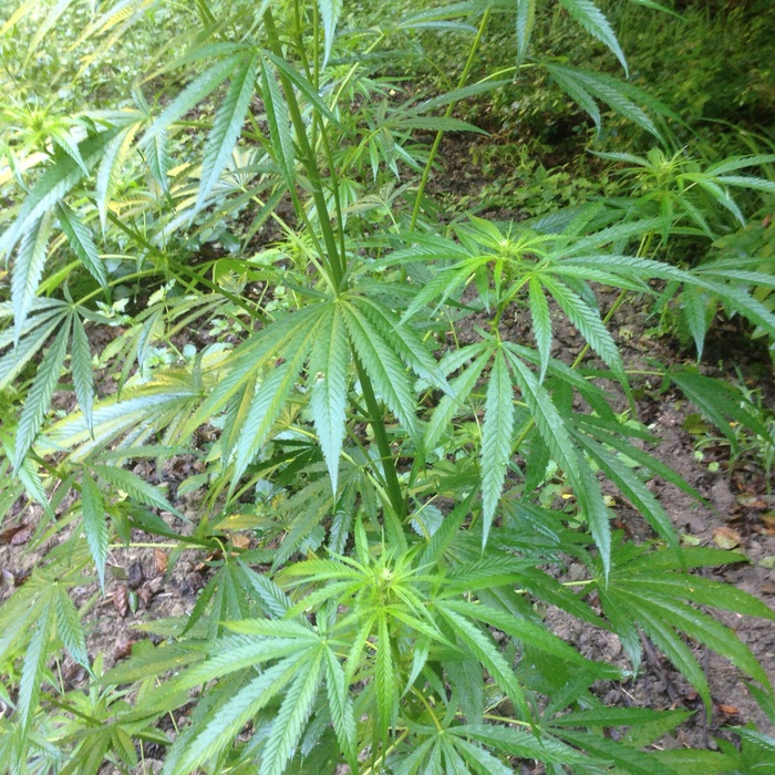 Droga: piante canapa in azienda ortoflorovivaistica,8 arresti